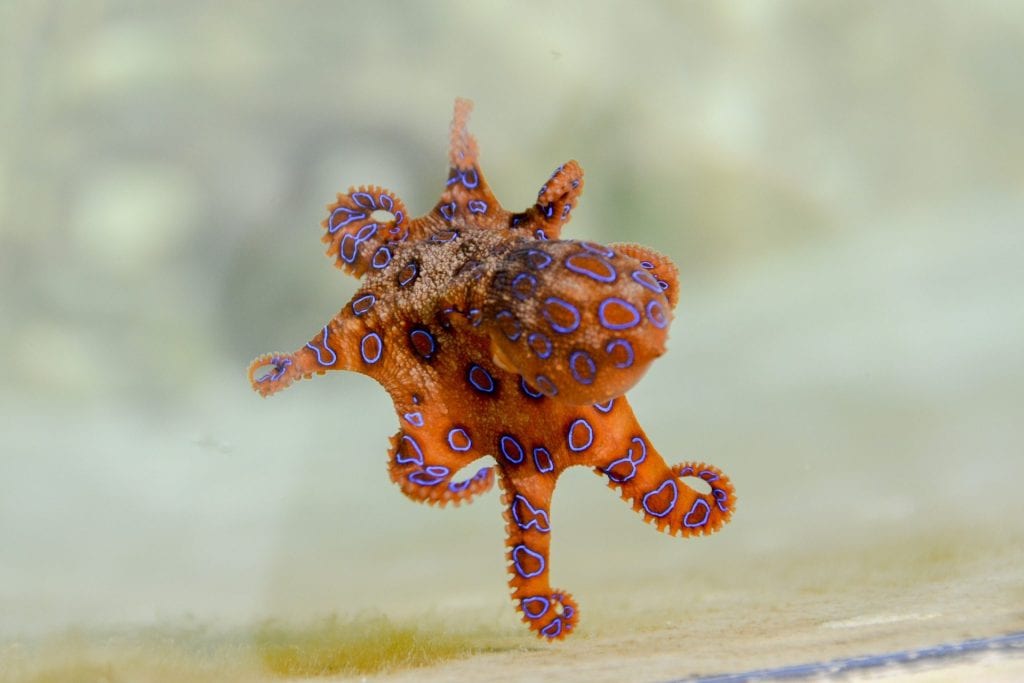 octopus-image-blog