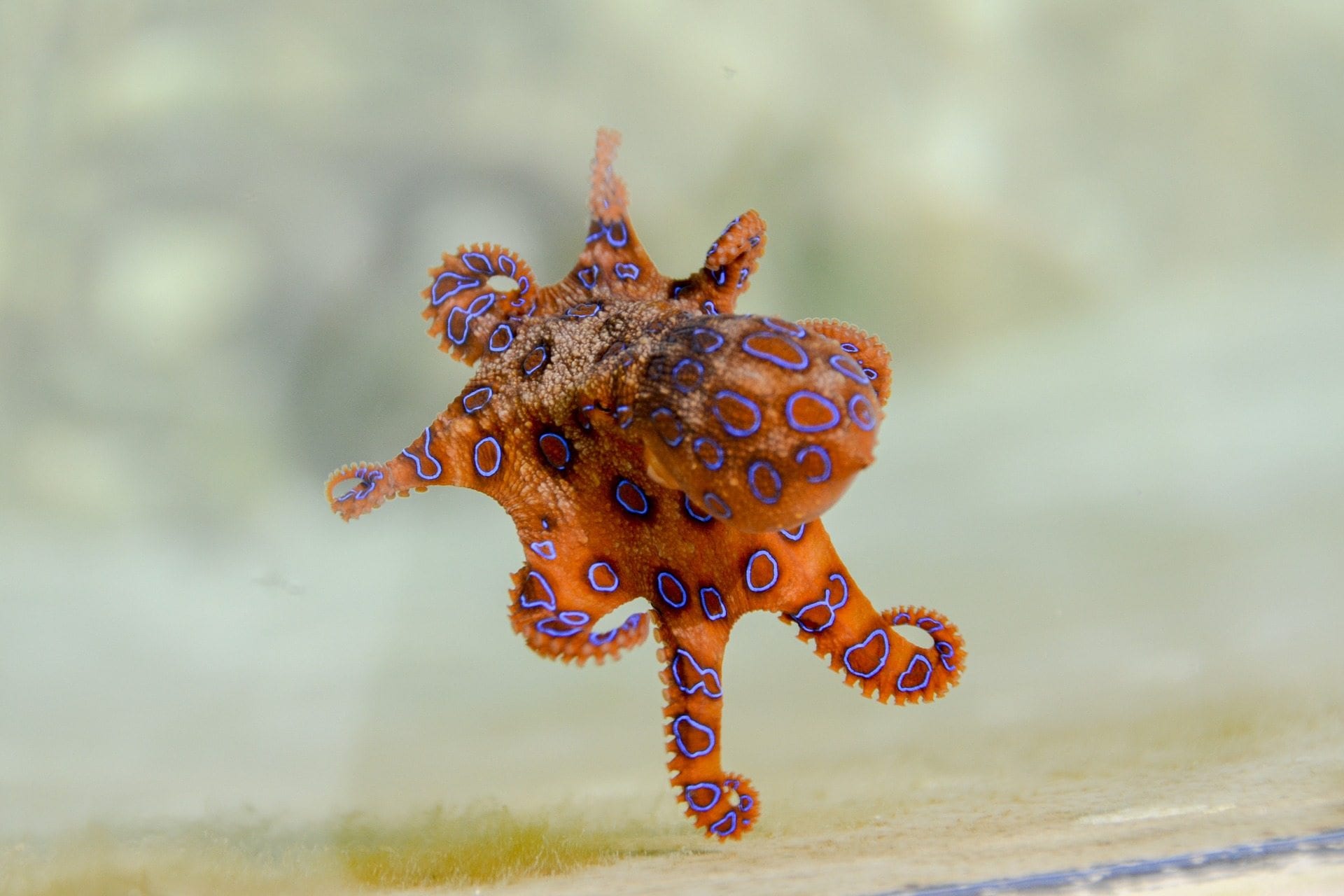 octopus-image-blog