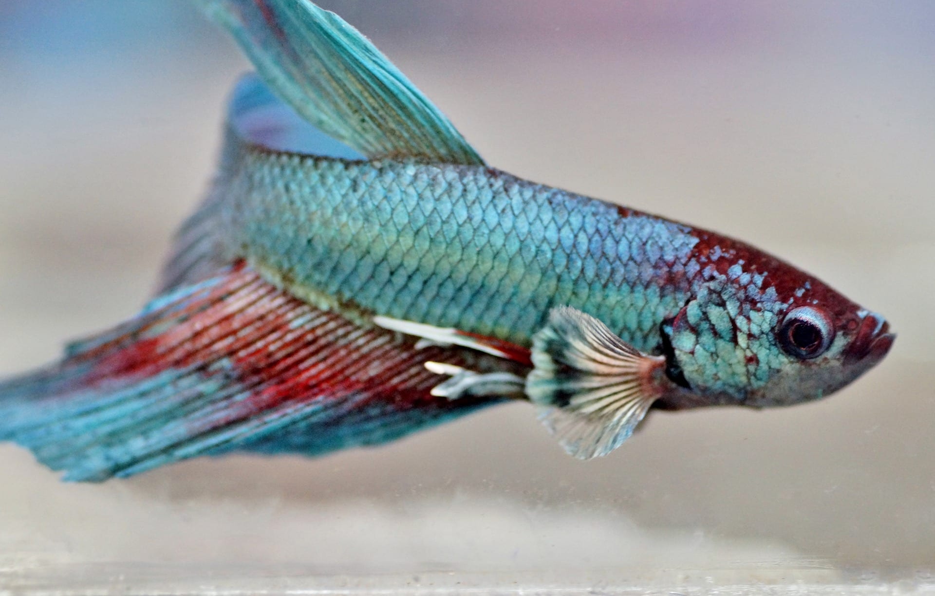SEO Tips Betta